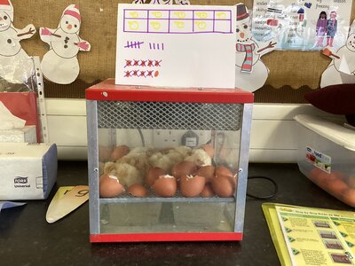 Image of Easter chicks in C1 March 2024